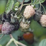 Glavne bolesti maline - borba, liječenje i prevencija